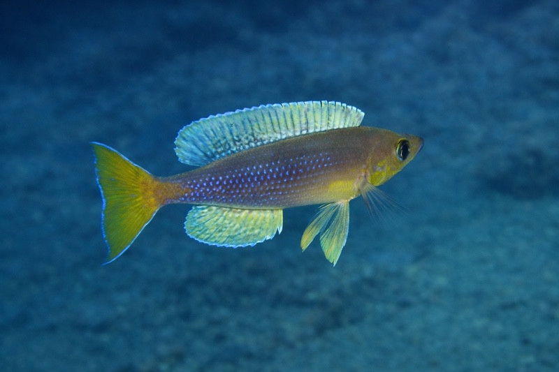 Cyprichromis sp. 'dwarf jumbo' Cape Kabogo